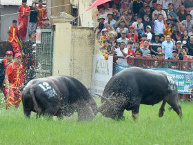  - Hàng ngàn người đến xem trận đấu nảy lửa giữa các "ông trâu"