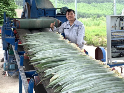 Chuyện hay - Lần đầu Việt Nam sản xuất vải từ lá dứa quy mô lớn, 1 triệu tấn lá cho ra 18 tấn tơ, nông dân hưởng lợi