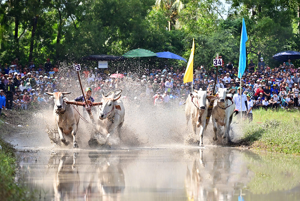 Hàng ngàn người đến xem bò khổng lồ chạy đua 'bắn khói' - 3