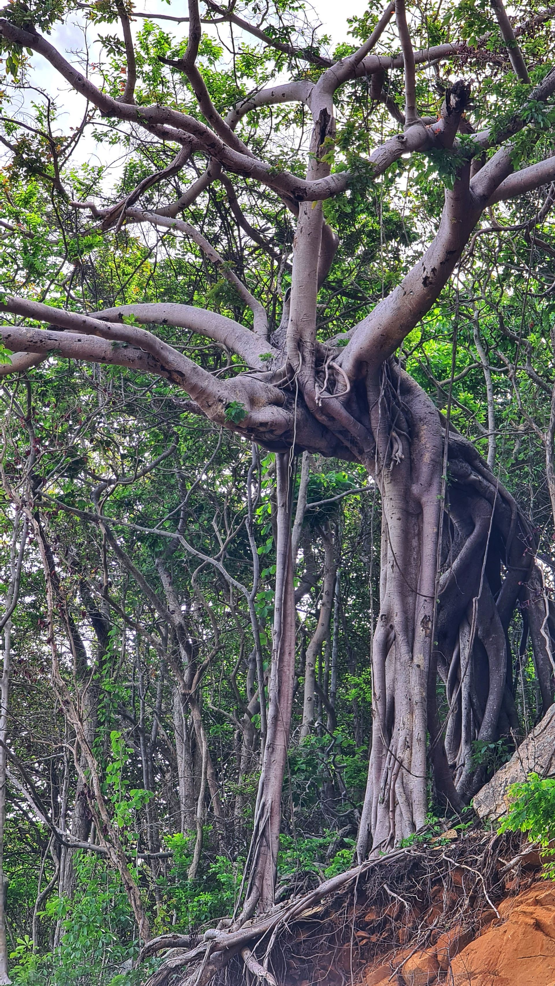 lac giua mien xanh con dao - 3