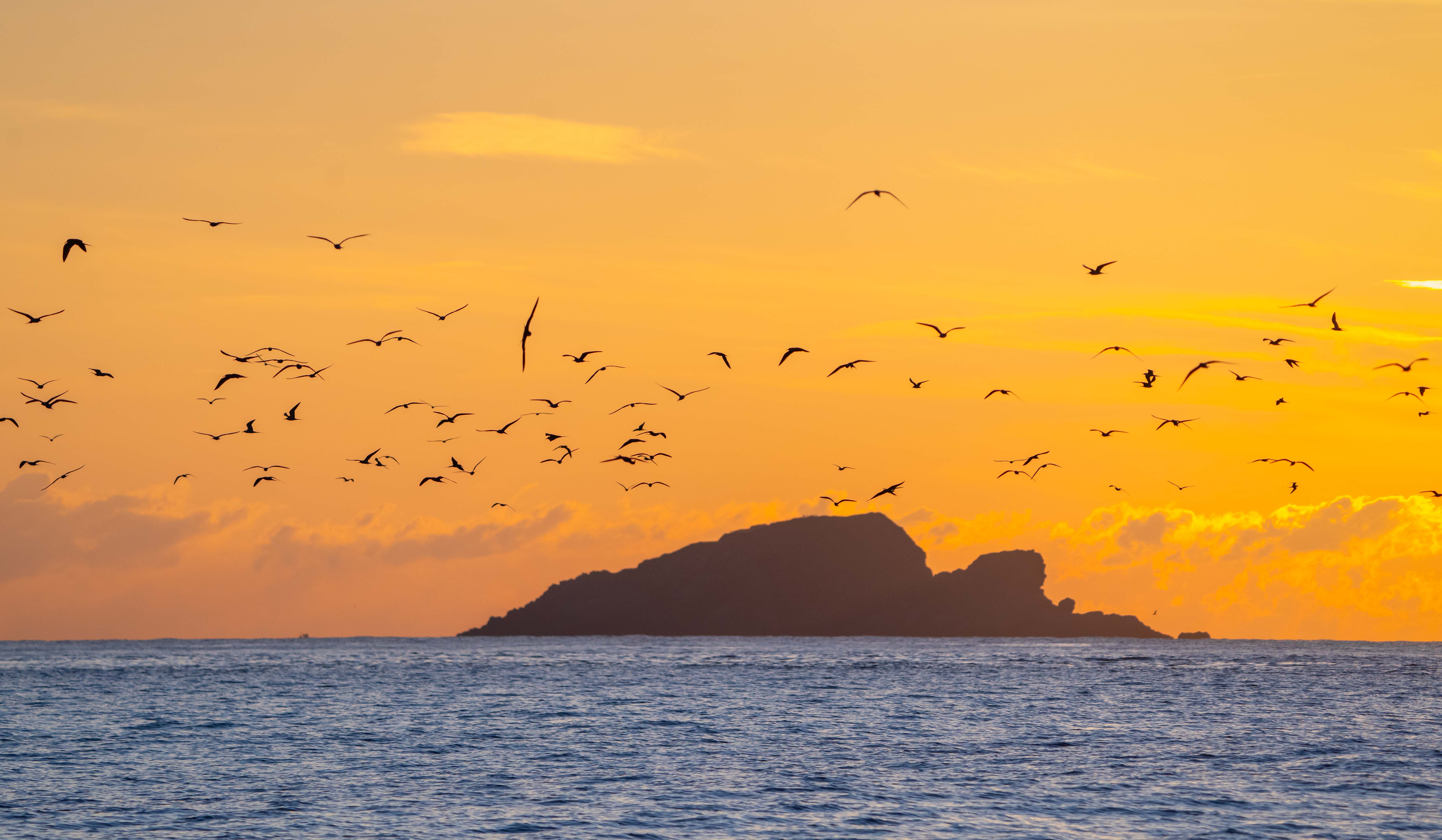 can canh ca voi san moi ngoan muc o vung bien quy nhon - 10