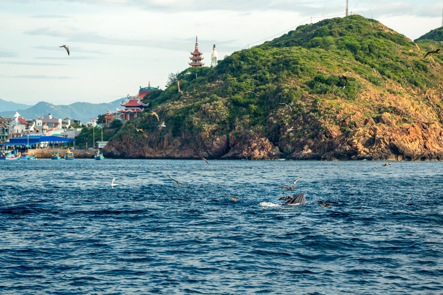 can canh ca voi san moi ngoan muc o vung bien quy nhon - 1