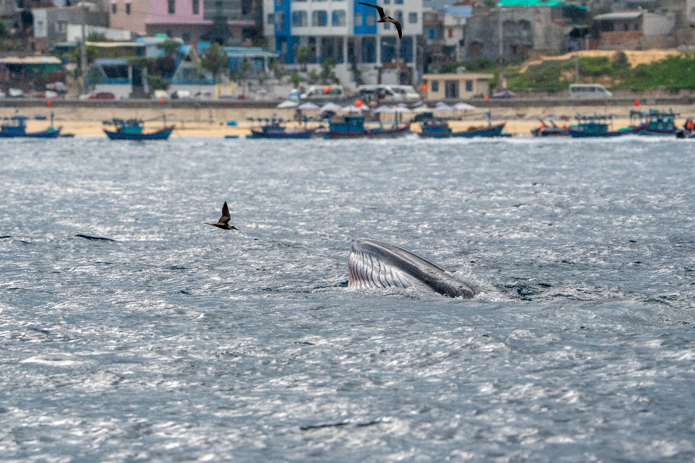 can canh ca voi san moi ngoan muc o vung bien quy nhon - 8