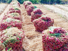  - Ngành nông nghiệp Cần Thơ bác thông tin hơn 1.200 người dân mù mắt do trồng hành tím