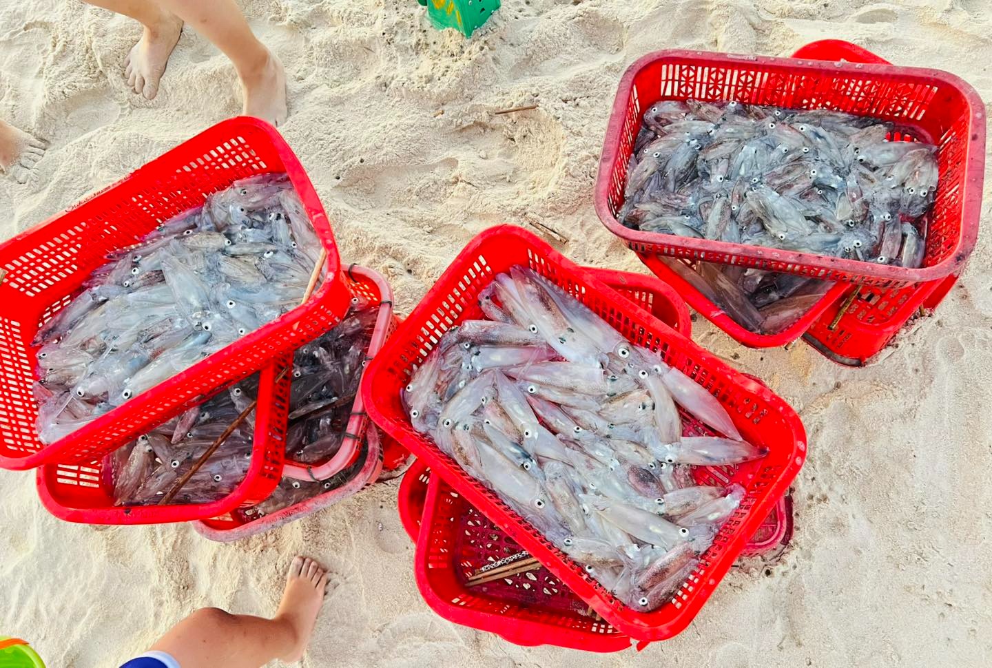 Dừng chân bên biển Đông Hải lắng nghe tiếng biển thì thầm bên tai - 9