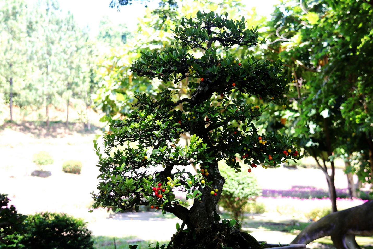 Hàng trăm loài lan thi tài tại công viên Yang Bay - 2