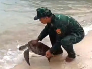 Thả cá thể rùa quý hiếm về biển Hòn Cau