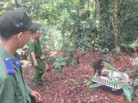  - Thả cá thể khỉ mặt đỏ quý hiếm về môi trường tự nhiên