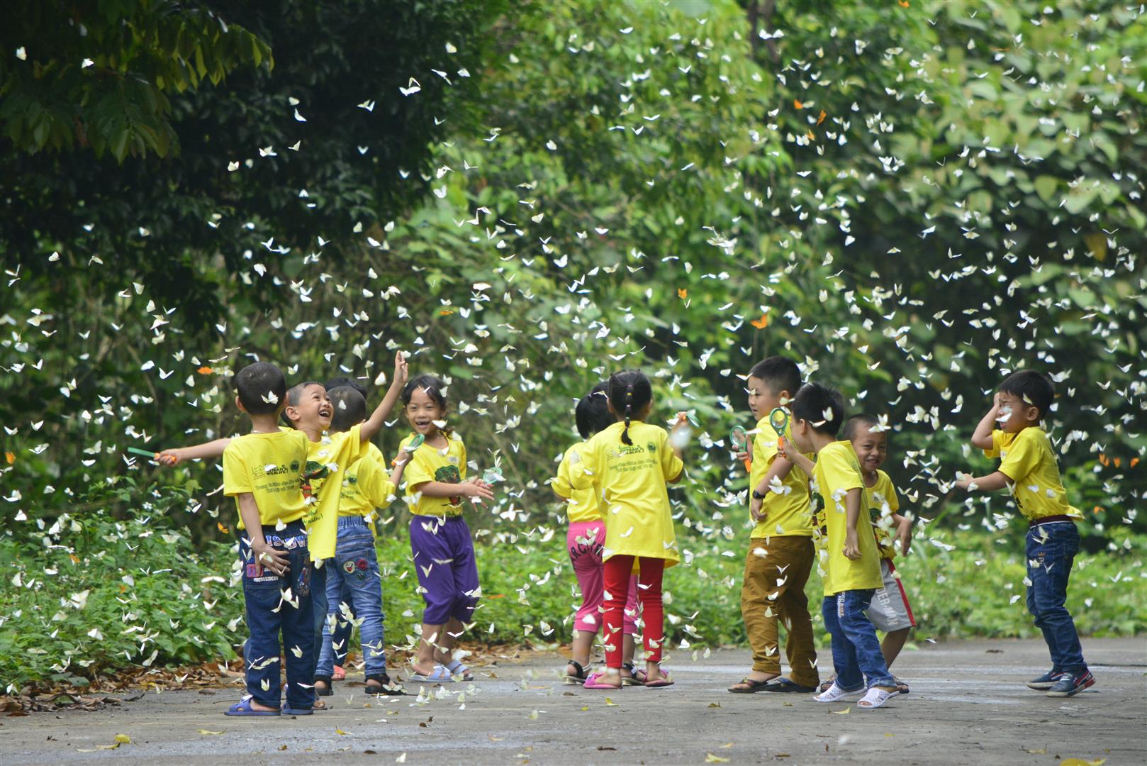 'Vũ hội đom đóm' ở Cúc Phương năm nay xảy ra hiện tượng hiếm có - 4