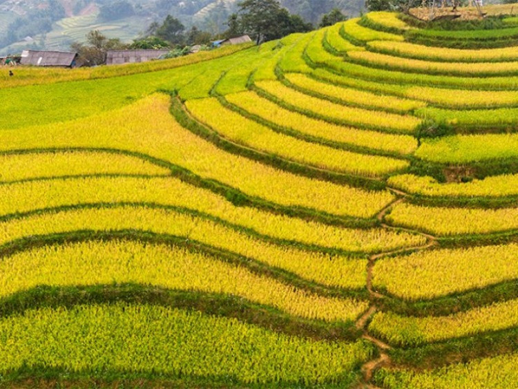 Cẩm nang du lịch: Hà Nội rợp cờ hoa kết hợp Sa Pa lúa vàng 2/9