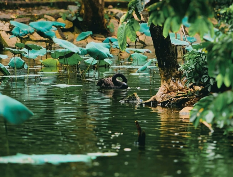 Chơi gì ở Thảo Cầm Viên dịp Quốc khánh 2/9?