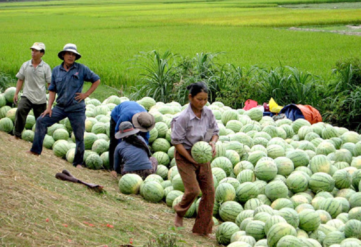 Giám đốc ITPC: “Nông sản Việt muốn bán giá cao, phải bán được giá trị” - 2
