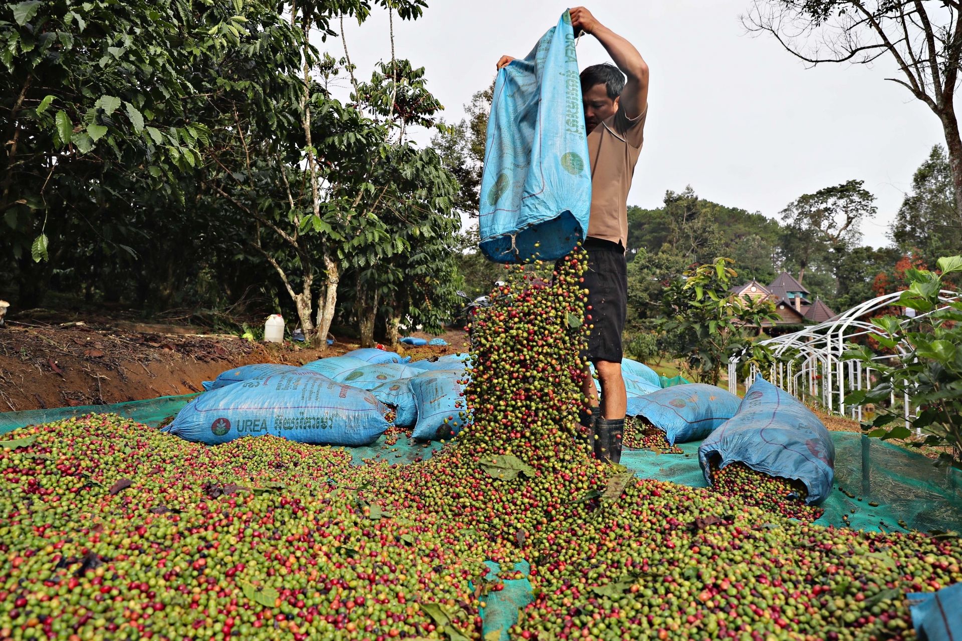 Giám đốc ITPC: “Nông sản Việt muốn bán giá cao, phải bán được giá trị” - 4