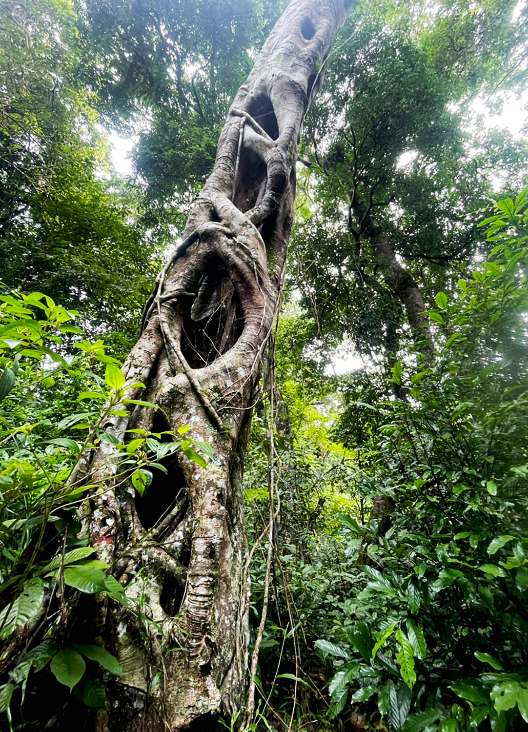 ‘Viên ngọc xanh’ Kon Chư Răng giữa đại ngàn Trường Sơn - 7