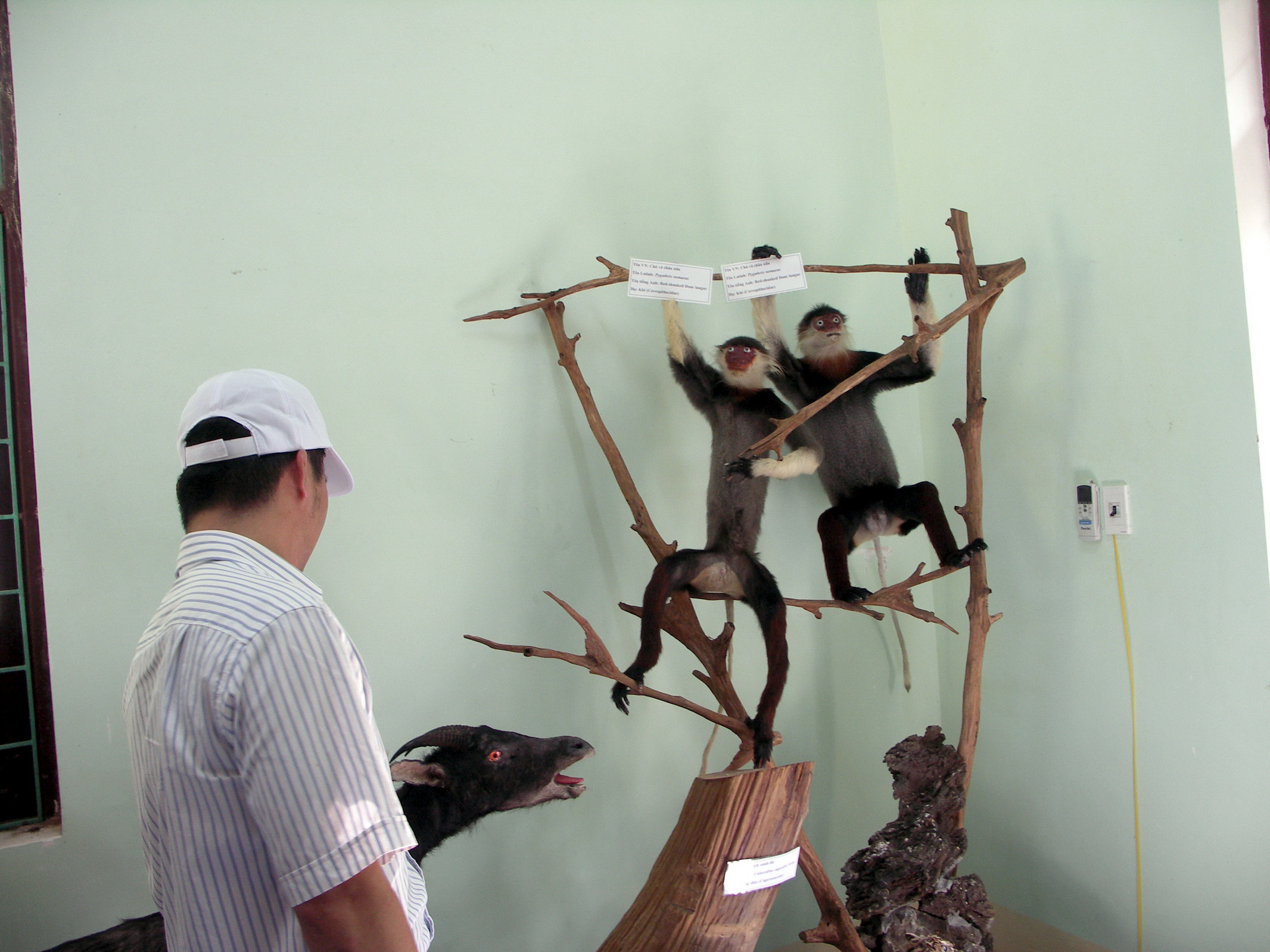 "Trái tim xanh" của di sản Vườn quốc gia Phong Nha - Kẻ Bàng - 4