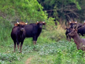  - Việt Nam có thêm 3 vườn quốc gia được công nhận là Công viên Di sản ASEAN
