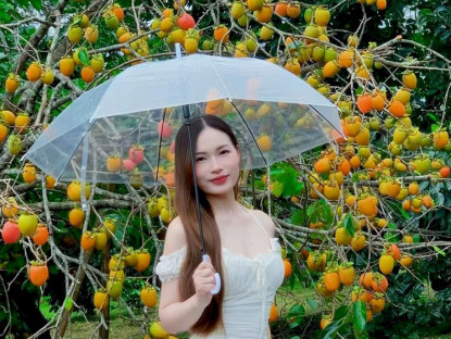  - Trải nghiệm thú vị vào mùa hồng chín rộ ở Măng Đen