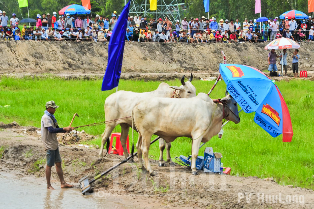 Rộn ràng lễ hội đua bò tưng bừng đón tết Sen Dolta vào mùa - 7
