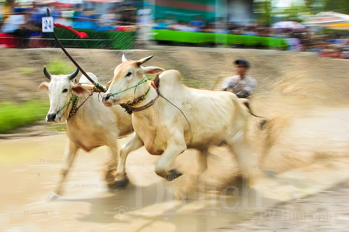 Rộn ràng lễ hội đua bò tưng bừng đón tết Sen Dolta vào mùa - 6