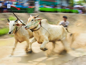  - Rộn ràng lễ hội đua bò tưng bưng đón tết Sen Dolta vào mùa