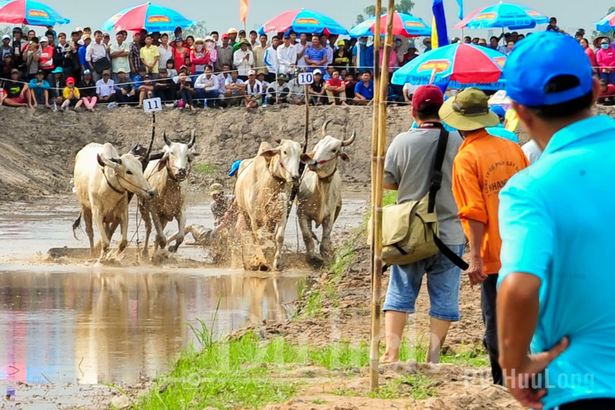 Rộn ràng lễ hội đua bò tưng bừng đón tết Sen Dolta vào mùa - 11