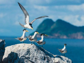  - "Bản giao hưởng" sự sống ở đặc khu Côn Đảo
