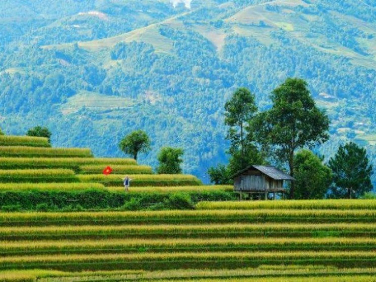 Mùa vàng Mù Cang Chải – tuyệt tác nghệ thuật giữa núi rừng Tây Bắc