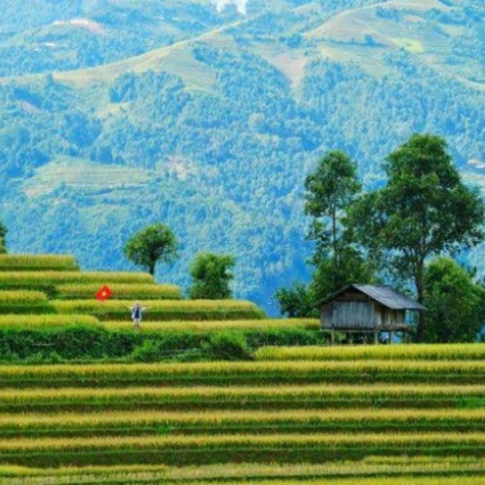  - Mùa vàng Mù Cang Chải – tuyệt tác nghệ thuật giữa núi rừng Tây Bắc