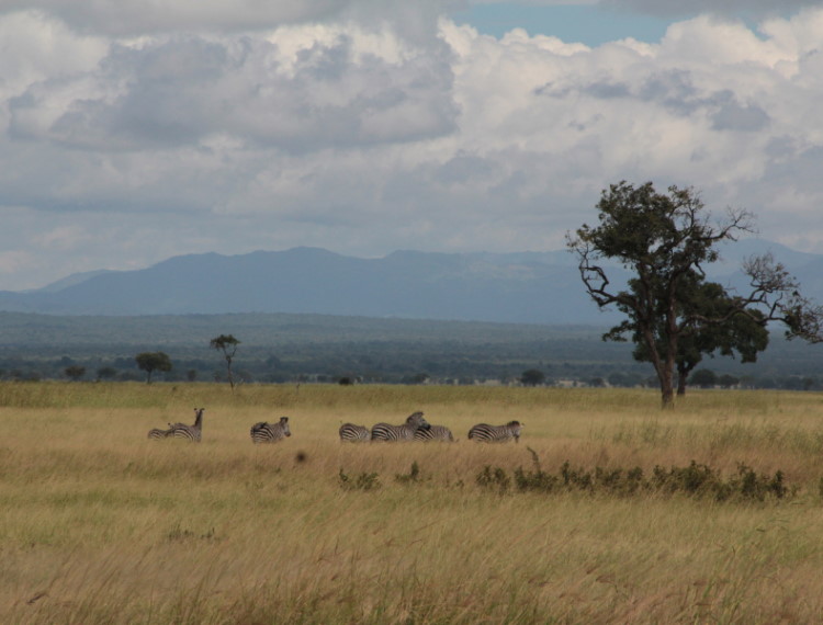 Hoang dã Tanzania