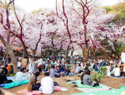 Khám phá lễ hội hoa anh đào Hanami tại Nhật Bản