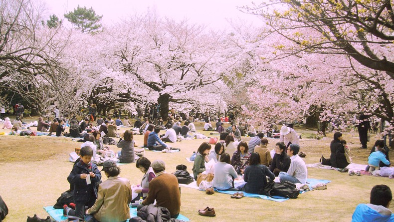 Khám phá lễ hội hoa anh đào Hanami tại Nhật Bản - 3