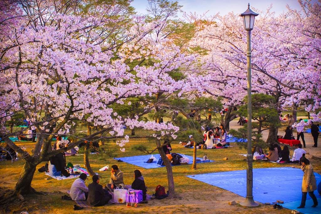Khám phá lễ hội hoa anh đào Hanami tại Nhật Bản - 4