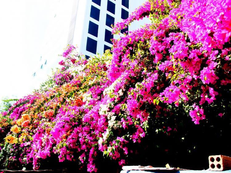 Con đường “cực phẩm“ hoa giấy 5 màu ở phố biển Nha Trang