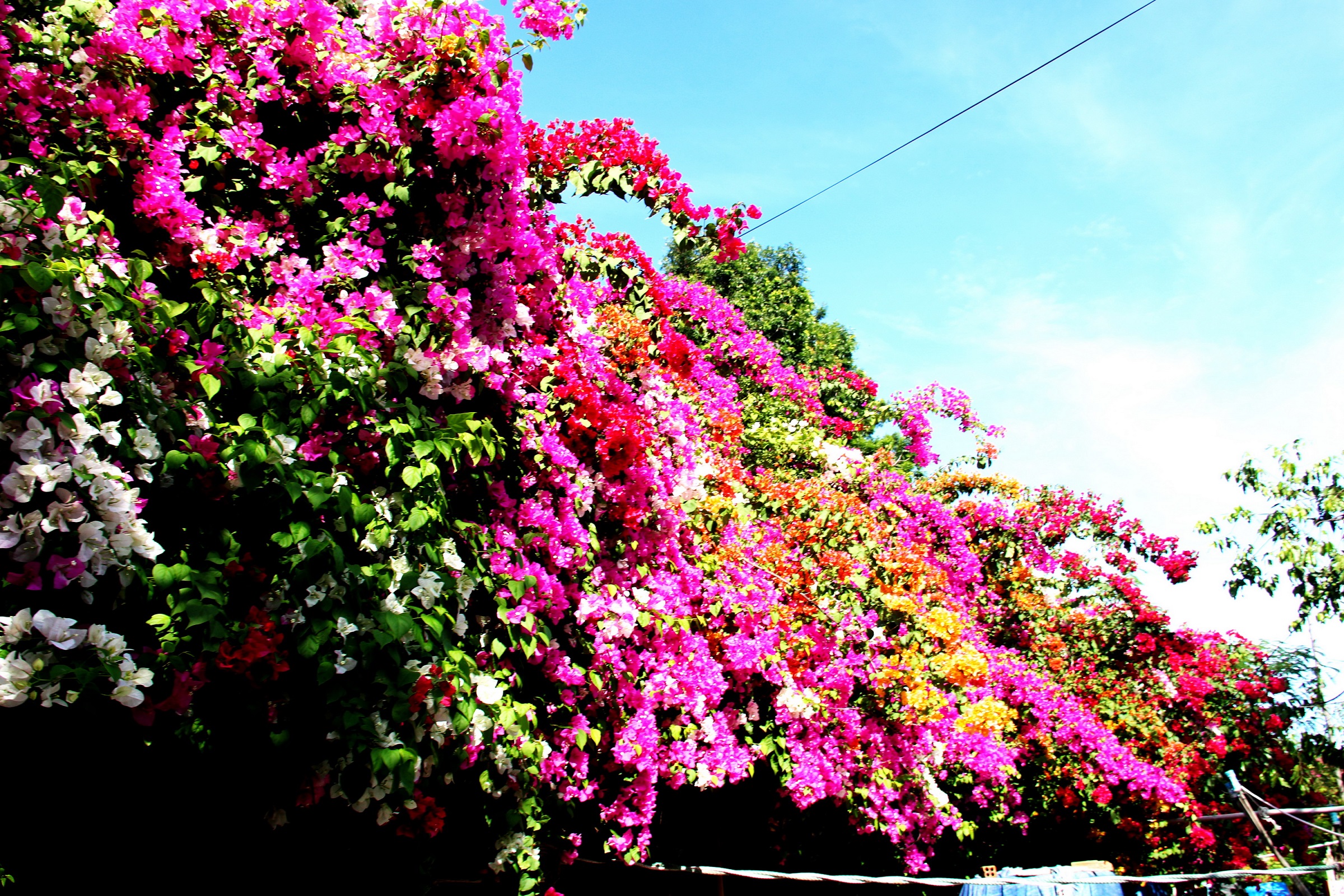 Con đường "cực phẩm" hoa giấy 5 màu ở phố biển Nha Trang - 7