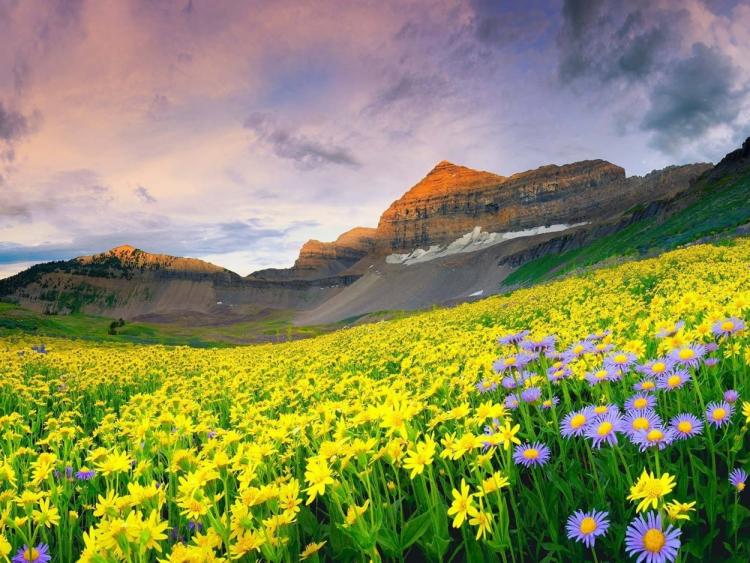 Những cánh đồng hoa đẹp như trong truyện cổ tích trên thế giới