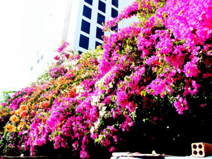 Du khảo - Con đường &quot;cực phẩm&quot; hoa giấy 5 màu ở phố biển Nha Trang