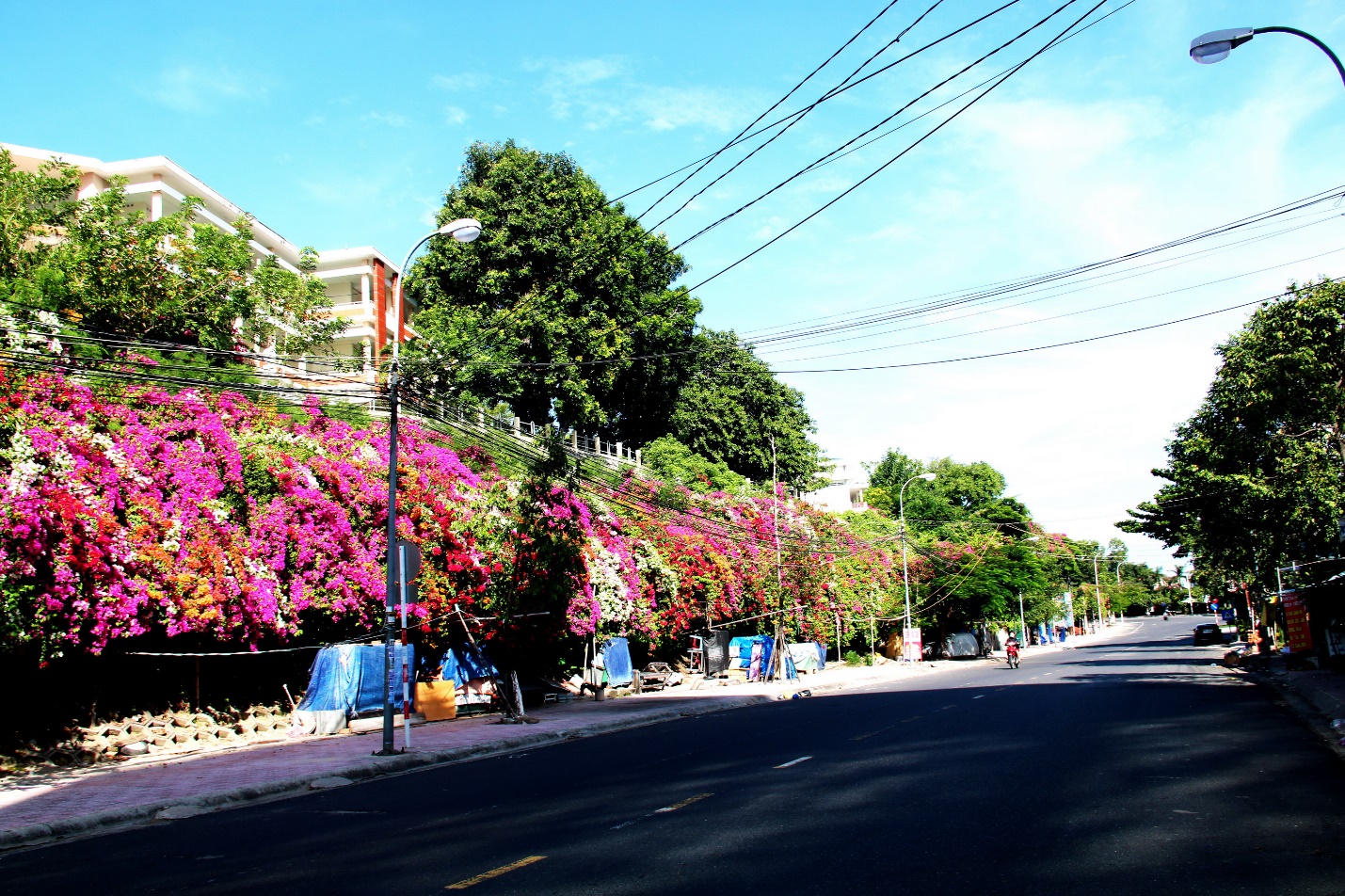 Con đường "cực phẩm" hoa giấy 5 màu ở phố biển Nha Trang - 1