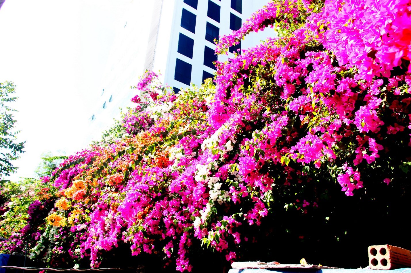 Con đường "cực phẩm" hoa giấy 5 màu ở phố biển Nha Trang - 3