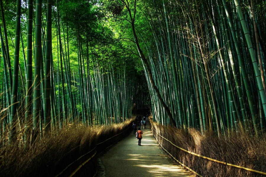 Người Nhật và văn hóa tắm rừng Shinrin-yoku - 2