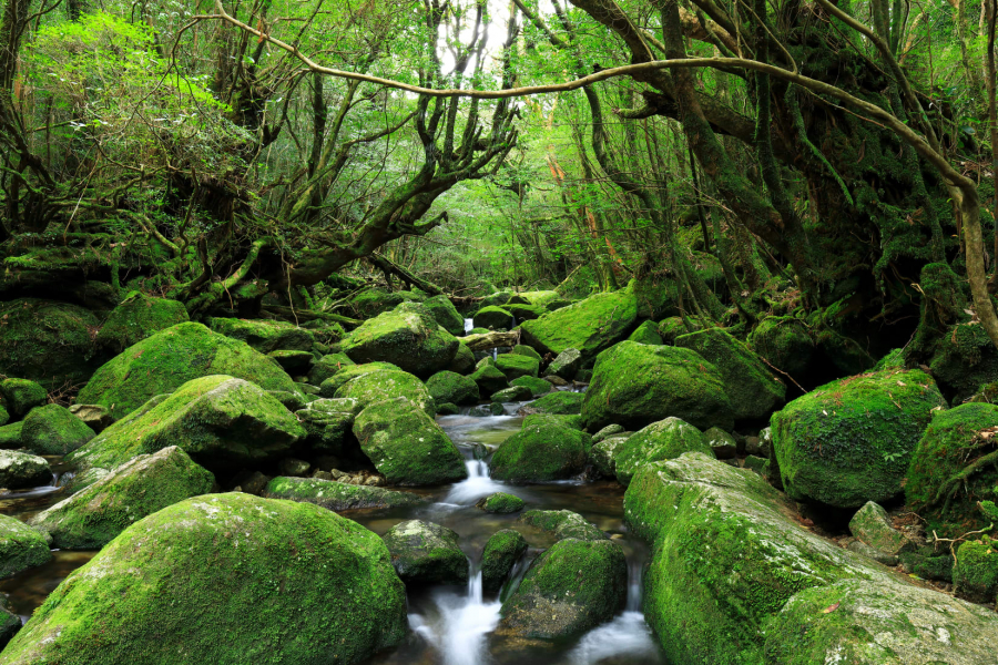 Người Nhật và văn hóa tắm rừng Shinrin-yoku - 12