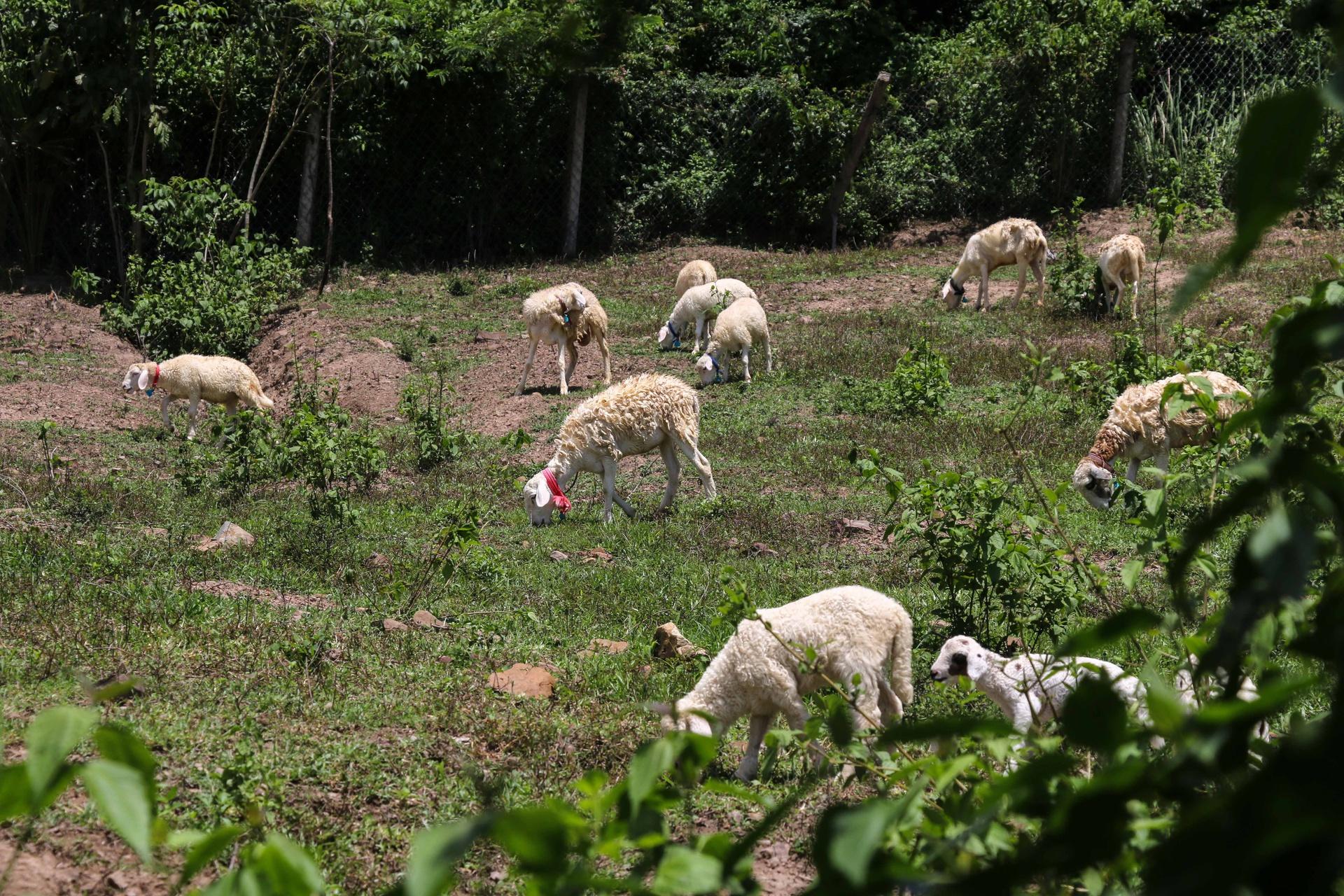 Du học sinh Israel lên rừng trồng nho, nuôi cừu, làm du lịch bền vững - 4