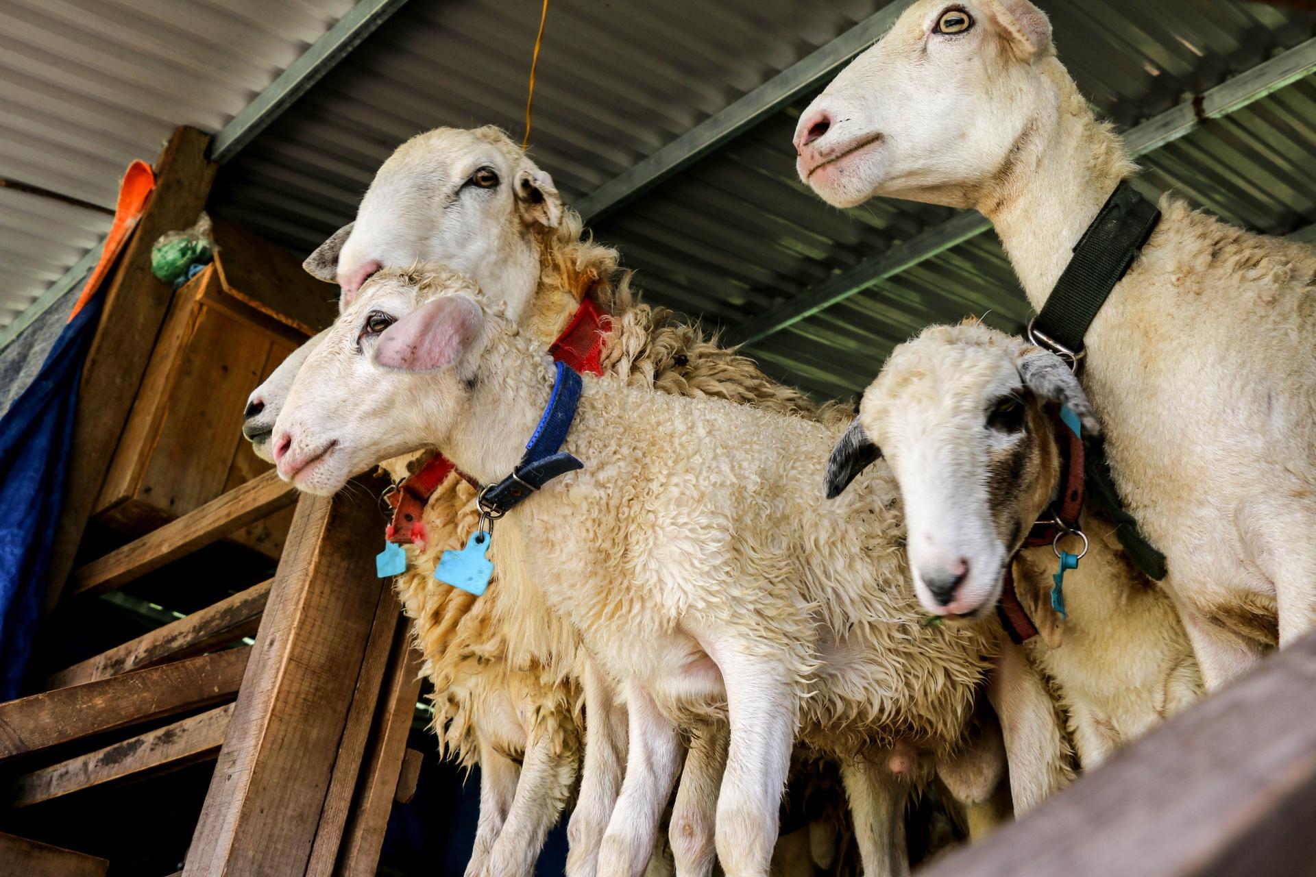 Du học sinh Israel lên rừng trồng nho, nuôi cừu, làm du lịch bền vững - 6