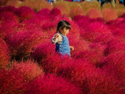 Du khảo - Mùa cỏ kochia nhuộm đỏ khắp Nhật Bản