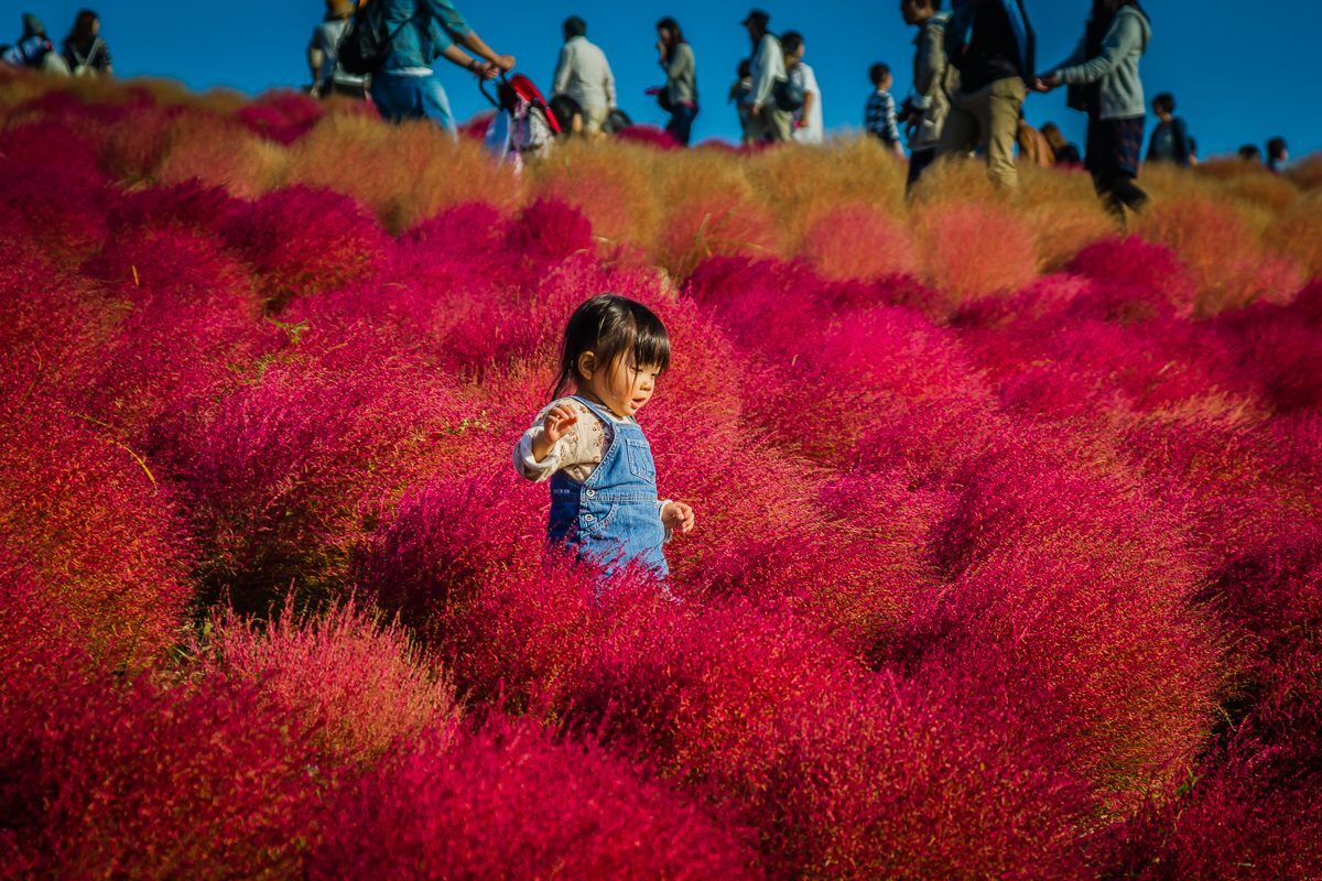 Mùa cỏ kochia nhuộm đỏ khắp Nhật Bản - 2