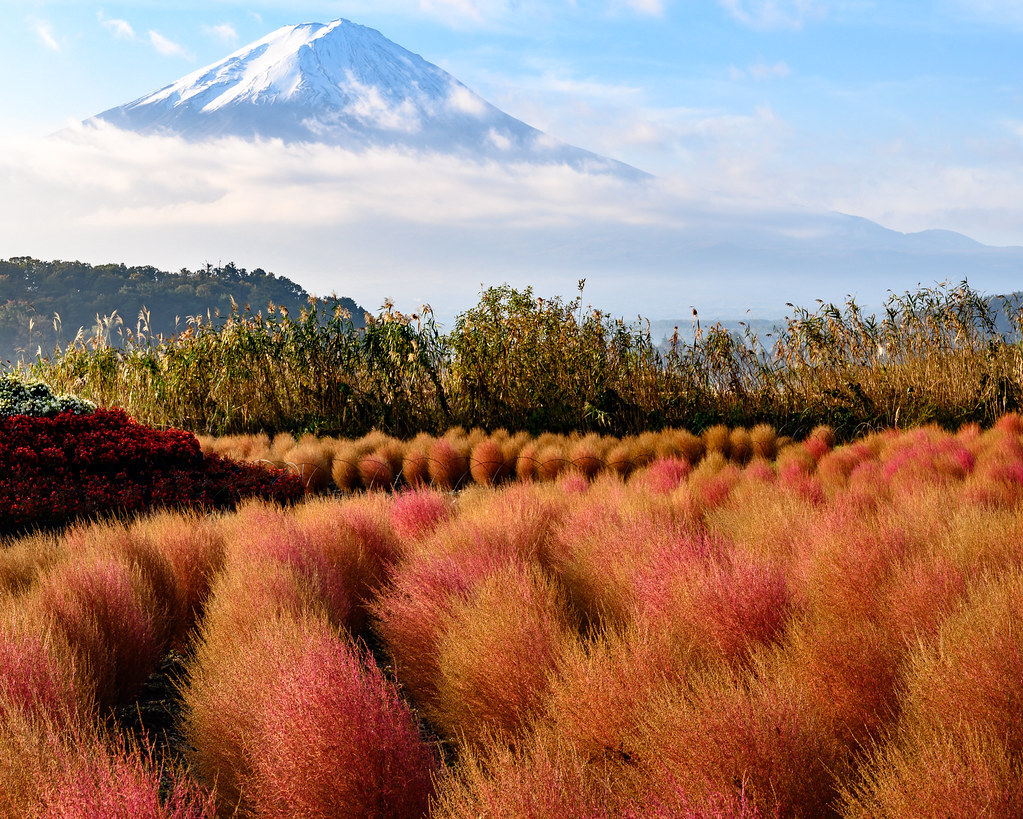 Mùa cỏ kochia nhuộm đỏ khắp Nhật Bản - 3
