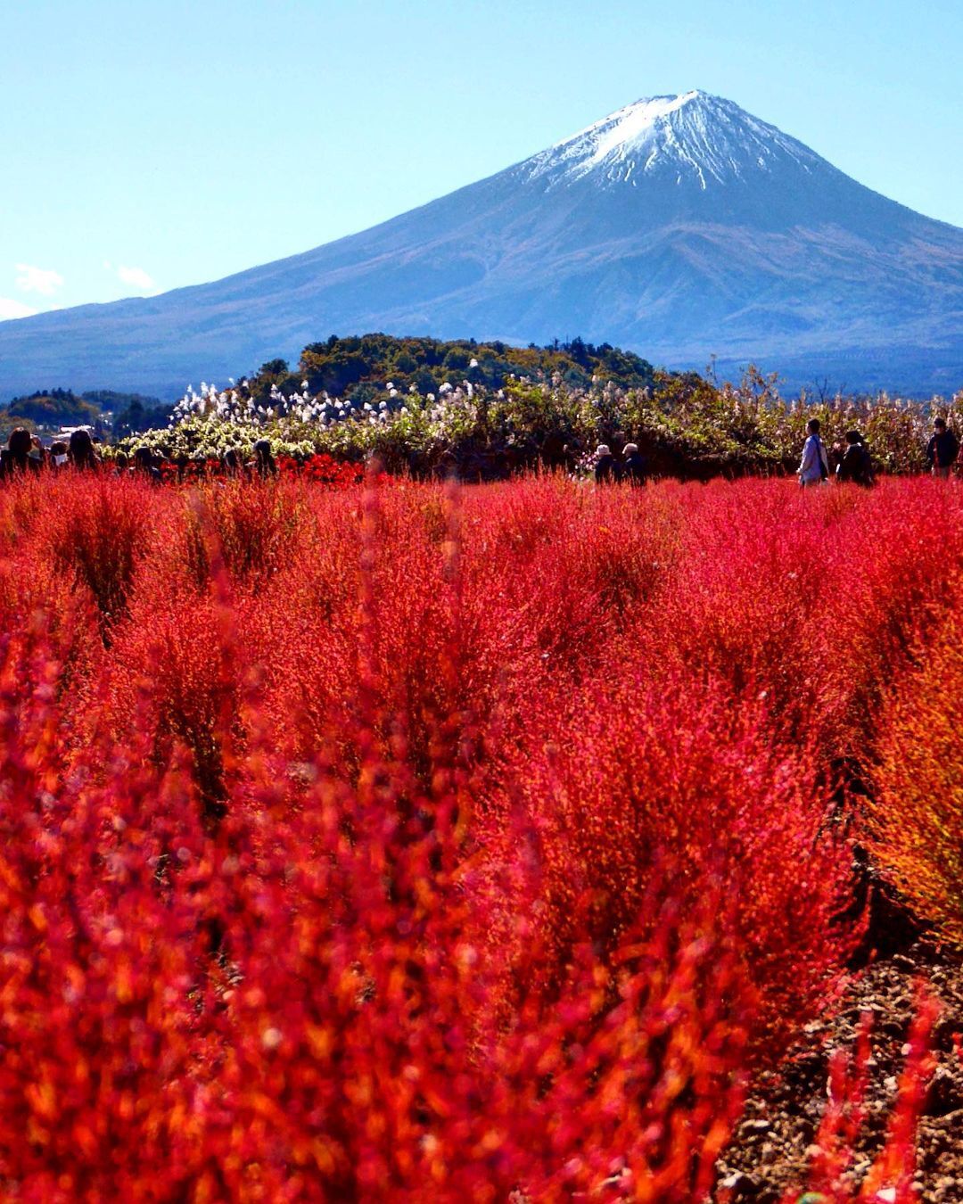 Mùa cỏ kochia nhuộm đỏ khắp Nhật Bản - 4