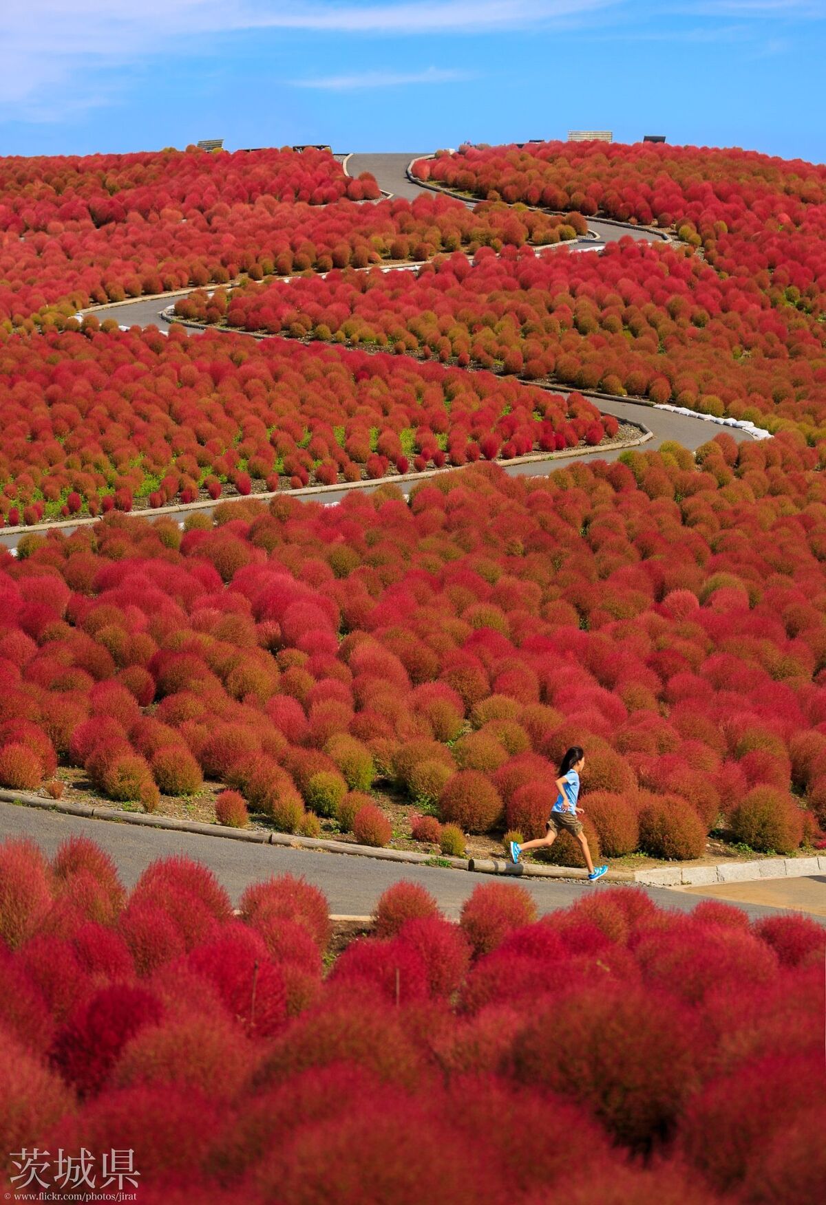 Mùa cỏ kochia nhuộm đỏ khắp Nhật Bản - 5