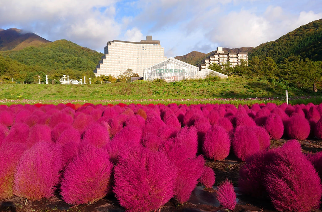 Mùa cỏ kochia nhuộm đỏ khắp Nhật Bản - 8