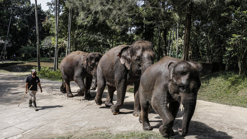 Đàn voi ở Bali cần du khách để tồn tại - 1