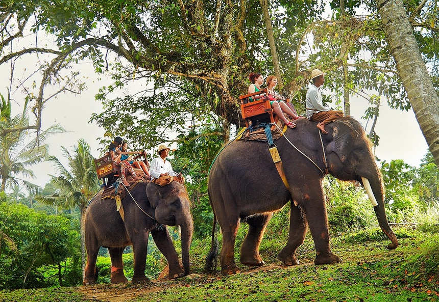 Đàn voi ở Bali cần du khách để tồn tại - 2